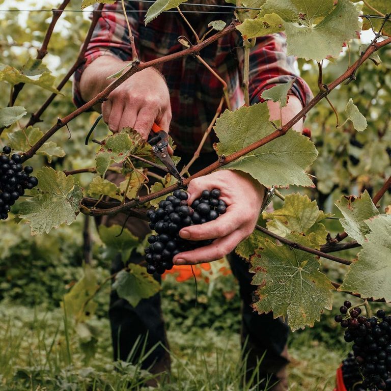 english-wine-week,
